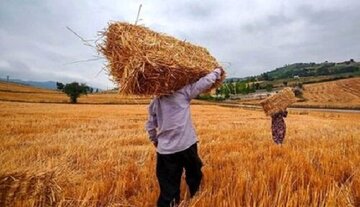 خبر مهم برای گندمکاران/ قیمت واقعی گندم اعلام شد